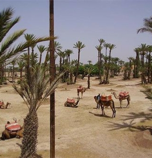 MARRAKECH CAMEL EXCURSION