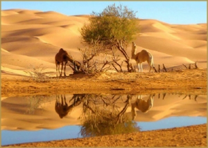 2 days Tour from Agadir - Short Desert Trip