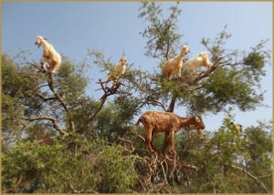 private 2 days tour from Marrakech to Essaouira - Fully Customised Atlantic coast Trip for You‎ 